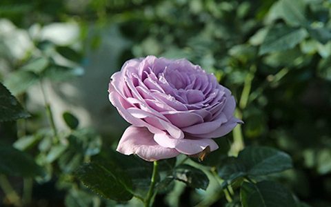 蓝色绒球月季的优缺点