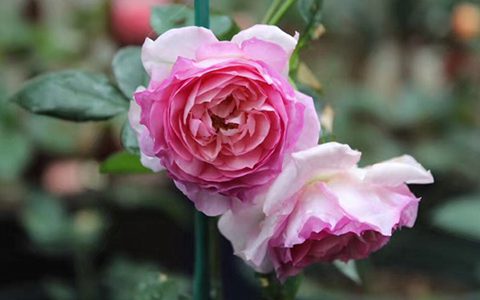 我的美人月季值得入手吗