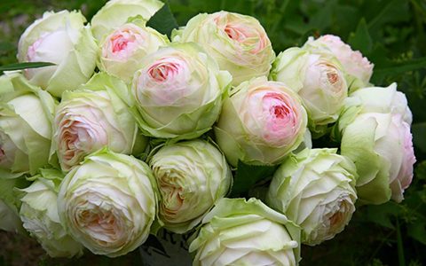 幻彩月季的优缺点