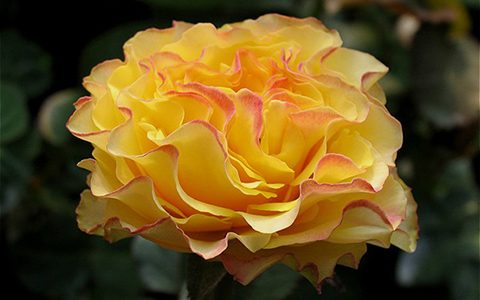 拉康帕内拉舞裙