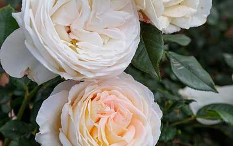 卡米叶·克洛黛尔