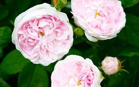 公爵夫人蒙特贝罗