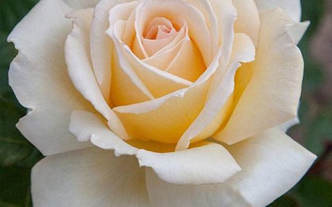 克里斯多夫.德沙万