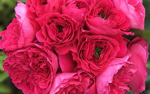 阿卡德米亚学院月季的优缺点