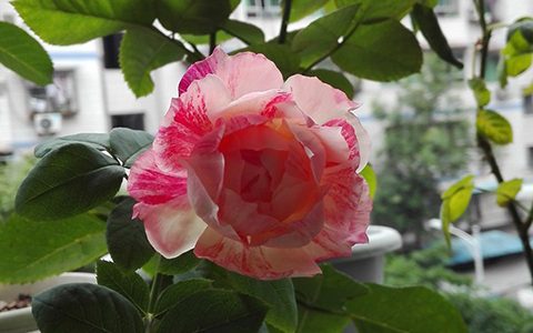 斑马耐心月季优缺点分析