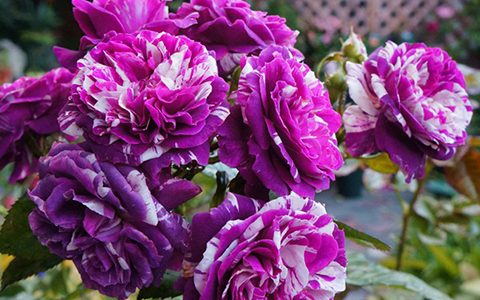 芬芳宝石月季香不香