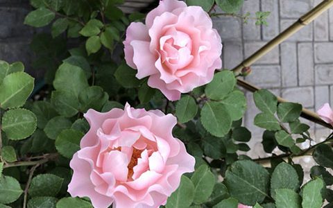 达芙妮月季是藤本还是灌木