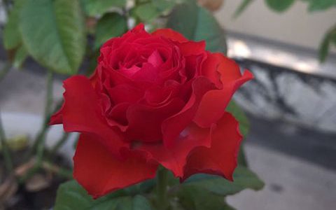 红苹果月季和卡罗拉月季的区别