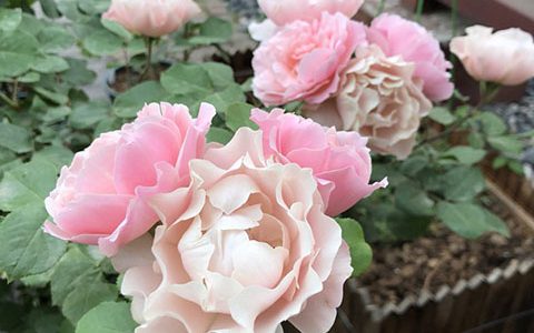 达芙妮月季的优缺点