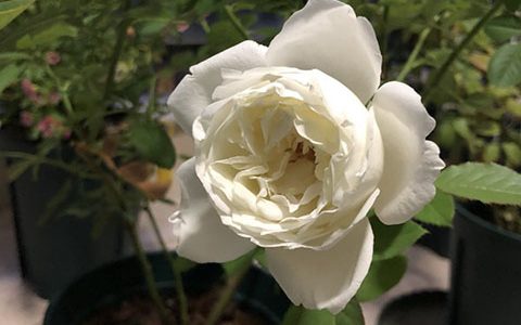 红苹果月季是藤本还是灌木，能长多高