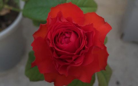 初夜月季的优缺点