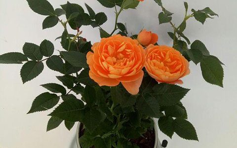 假日公主月季的优缺点