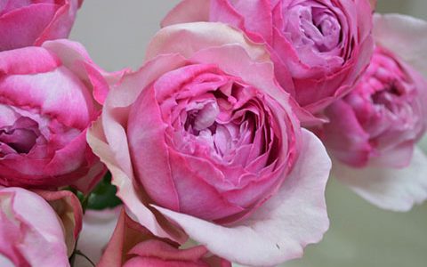 新浅樱桃和乙女心月季的区别