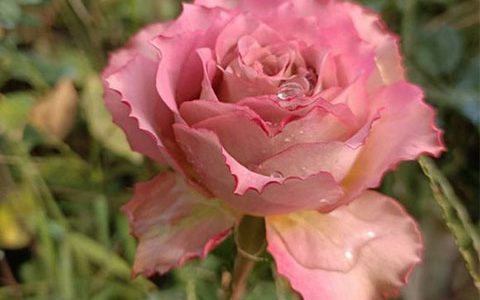 英伦节拍月季能长多高