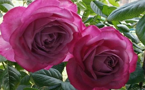 紫魂香水月季的优缺点