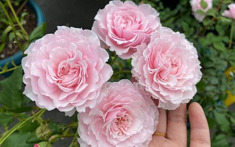 美咲扶子月季的优缺点