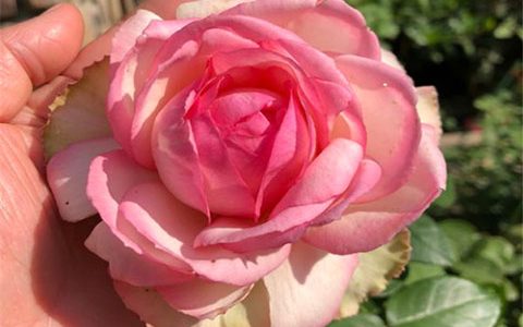 乐天派月季的优缺点