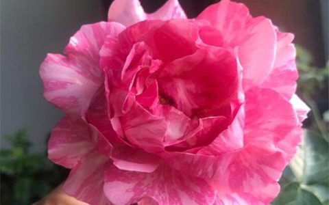 伊芙飞溅月季的优缺点