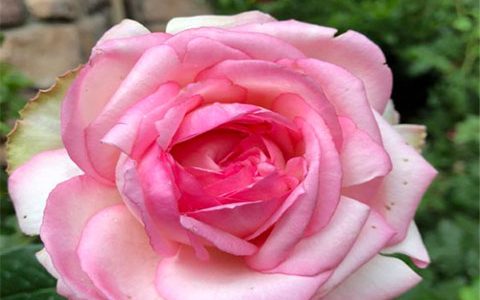 乐天派月季的香味有多浓郁