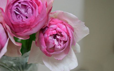 新浅樱桃月季耐阴吗