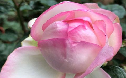 乐天派和艾莎月季的区别