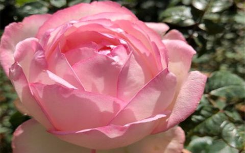 乐天派月季在广东的表现怎么样