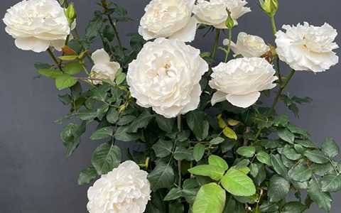 伊芙白雪公主月季的优缺点