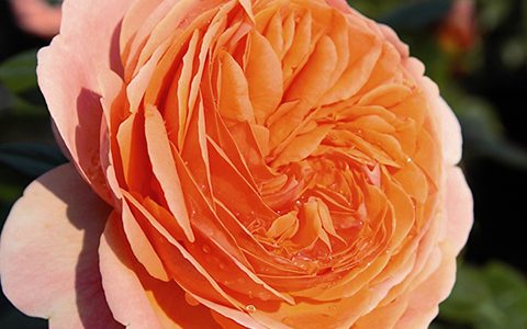 康沃尔公爵夫人