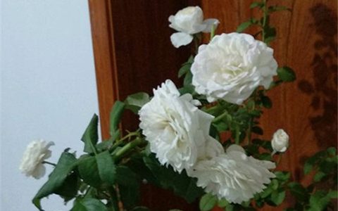 伊芙白雪公主月季有哪些别名