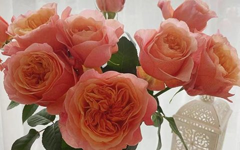 维多利亚的秘密