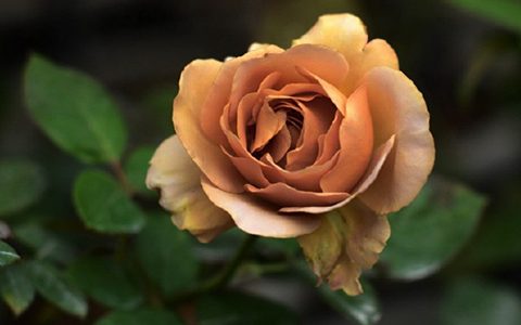 拿铁咖啡和失忆月季的区别