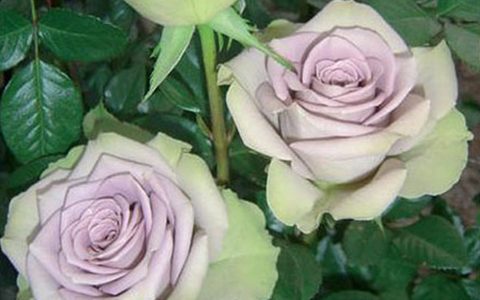 尼古拉斯的初恋