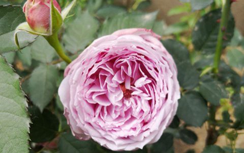 青金石月季是藤本还是灌木