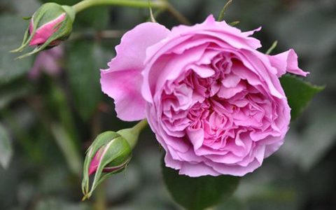 日本“拉斐尔”