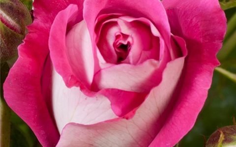 德国“生活乐趣”