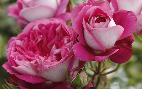 美心月季的优缺点