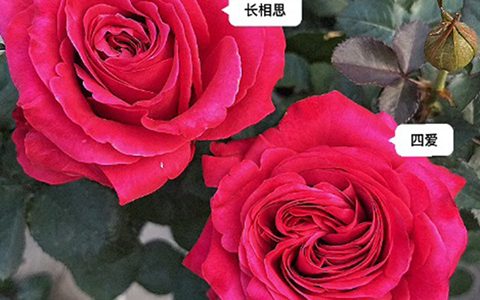 四爱月季和长相思月季的区别