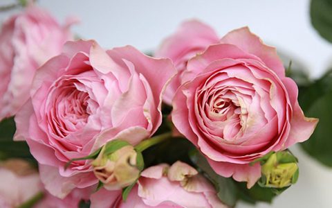 四心月季的优缺点