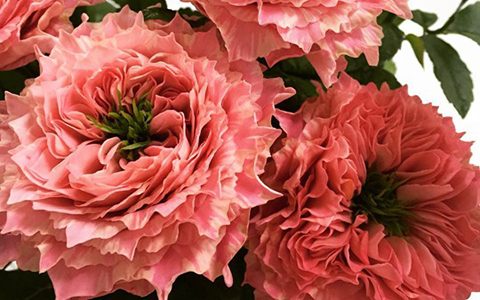 四娇月季的优缺点