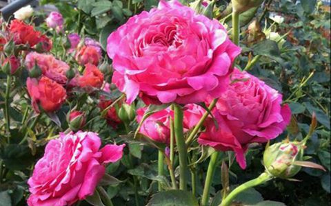 四爱月季值得入手吗