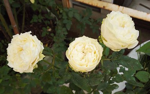 四纯月季的优缺点