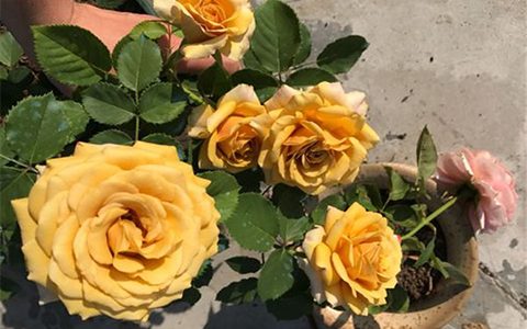 月季松之梦是藤本还是灌木