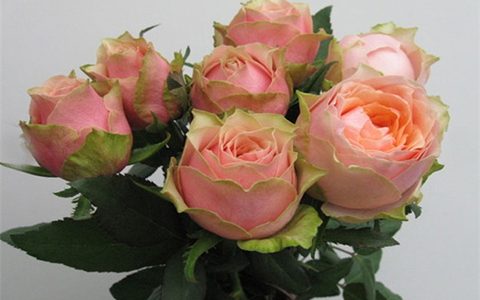 月季教父和火龙果的区别