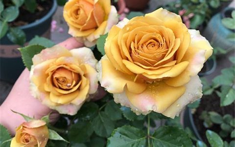 松之梦耐晒吗,能长多高