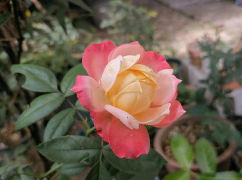苹果运气