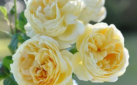 朱丽特·格蕾科