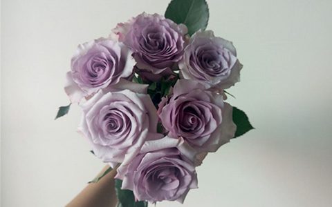 紫霞仙子月季一年开几次花