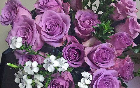 紫霞仙子和海洋之歌月季的区别