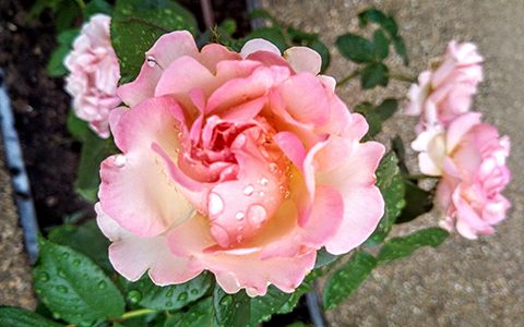 奥古斯特·艾斯科菲耶