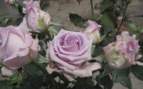 海洋之歌花期有多长